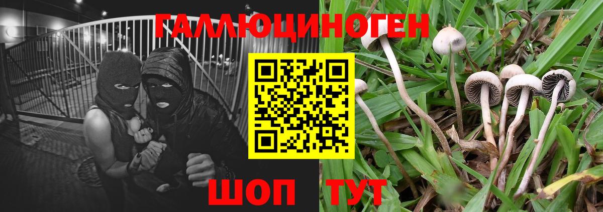 цены наркотик  Вход с VPN  Галлюциногенные грибы прущие грибы  Черногорск  Галлюциногенные грибы мухоморы 
